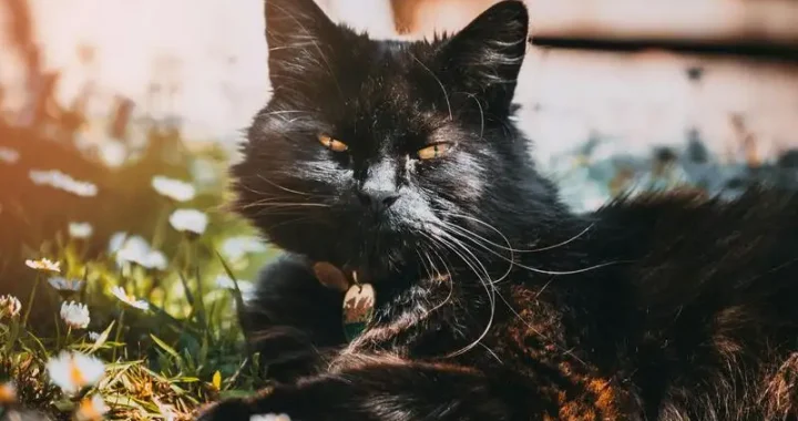 Größe einer 12 Wochen alten Katze: Was du wissen solltest