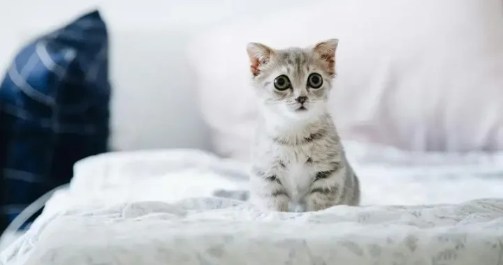 Aloe Vera giftig für Katzen: Gefahren und Vorsichtsmaßnahmen