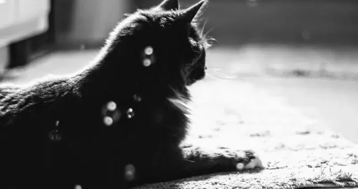 Alte Katze geht nicht mehr aufs Klo: Ursachen und Lösungen