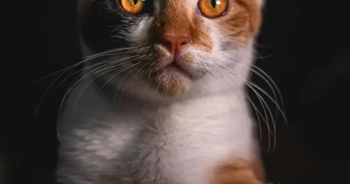 Effektive Beruhigungsmittel für Katzen: Was Sie wissen müssen
