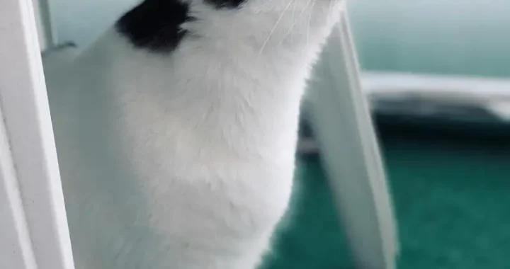 Tipps, um deine Katze in der Transportbox zu beruhigen