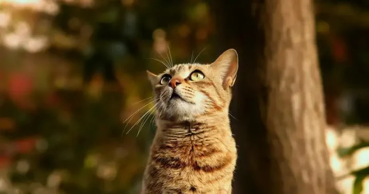 Katzen Trolley: Der perfekte Begleiter für Ihre Reisen mit Katze