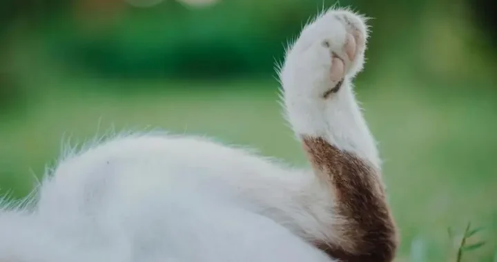 Beste Katzenboxen mit Öffnung oben im Vergleich 2023