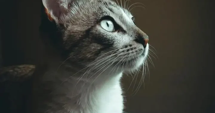 Katzenrucksack für 2 Katzen: Der beste Begleiter für Ihre Lieblinge