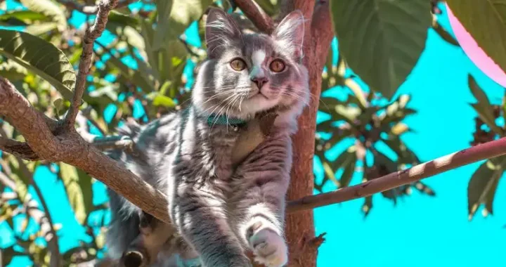 Katzentransportbox Testsieger 2023: Die besten Modelle im Vergleich