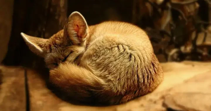 Großer Katzentransportkorb: Die besten Modelle im Vergleich