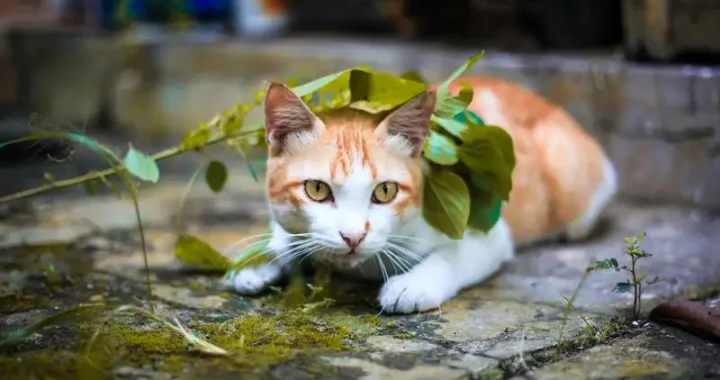 Tipps für stressfreies Fliegen mit Katze: Toilettenstrategie