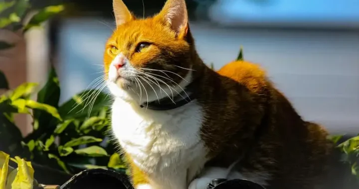 Die beste Transportbox für Maine Coon Katzen