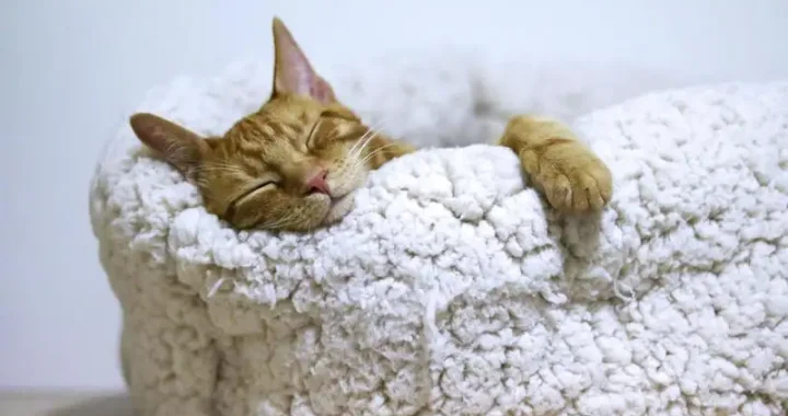 Beste Transporttasche für Katzen: Top-Empfehlungen und Tipps