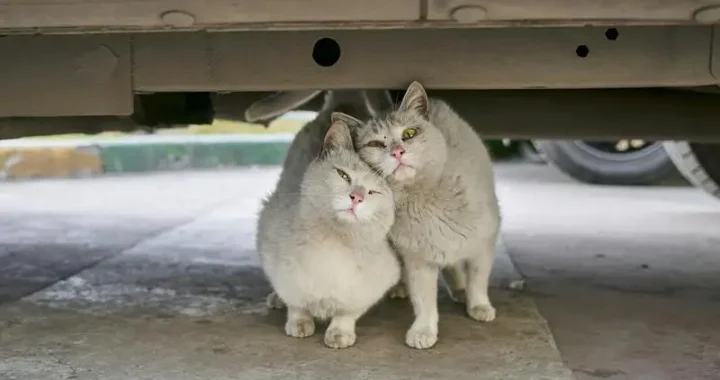Bestes Beschäftigungsspielzeug für Katzen: Unterhaltung garantiert