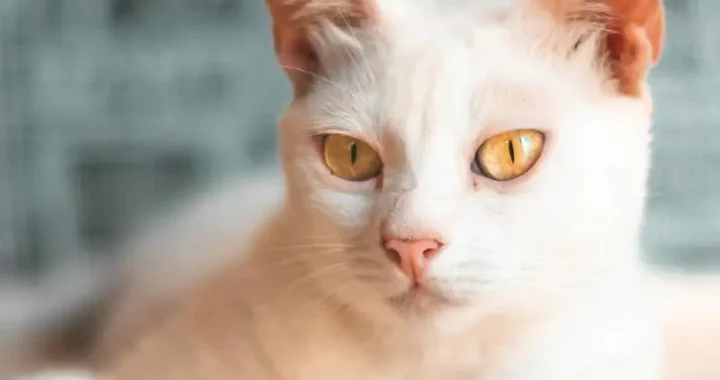 Beste Katzenversicherung: Die besten Angebote im Überblick