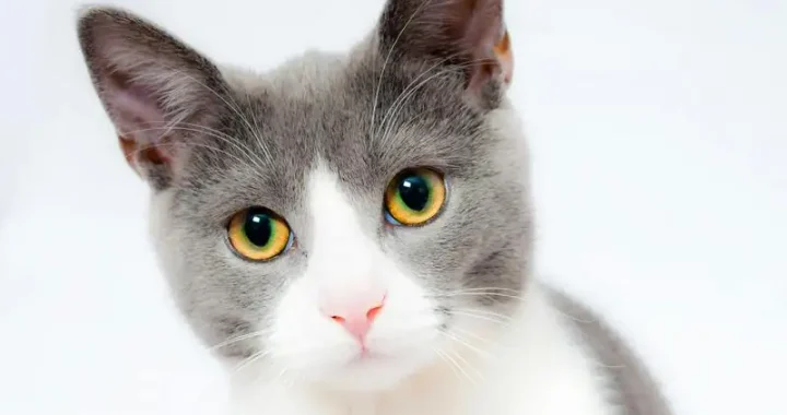 BKH Kitten verschenken: Tipps und Ratschläge für die Abgabe