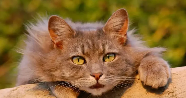 Beliebte braune Katzenrassen: Ein Überblick für Katzenliebhaber
