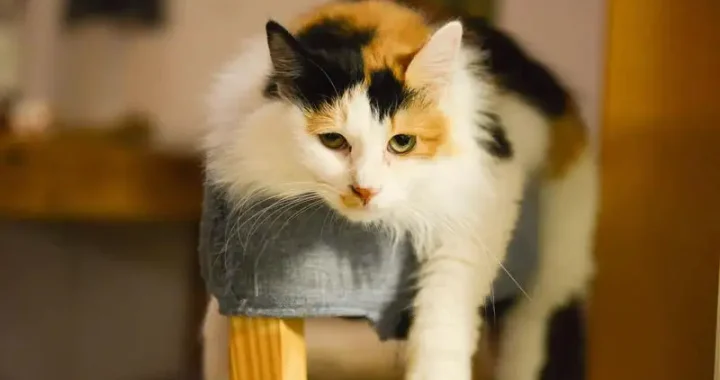 Die beste Bürste für Katzen: Top-Auswahl für die Fellpflege