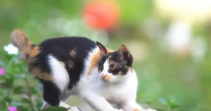 Der beste Cat GPS Tracker für die Sicherheit Ihrer Katze
