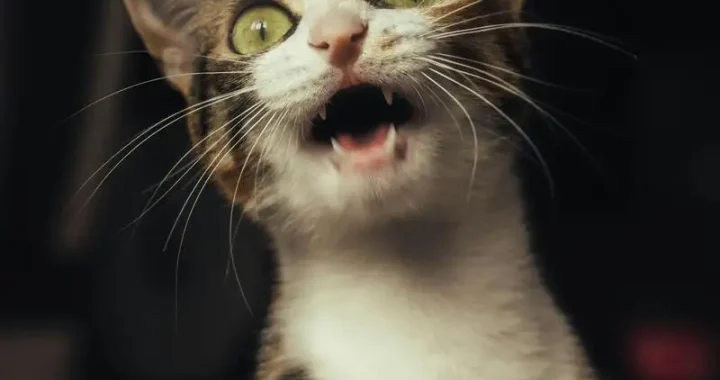 Chrysanthemen und Katzen: Was Sie wissen müssen