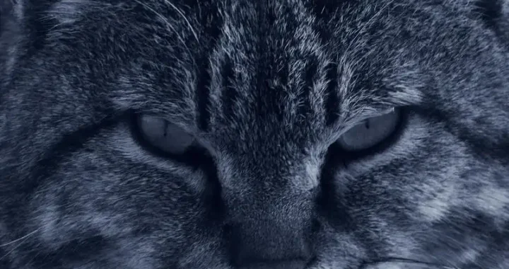 Ist Ctenanthe giftig für Katzen? Wichtige Informationen für Haustierbesitzer