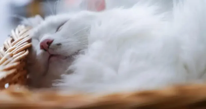 Kann ein Vermieter Katzen verbieten? Rechte und Pflichten im Überblick