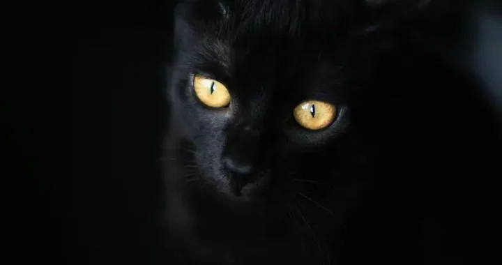 Effektive Tipps zur Desensibilisierung deiner Katze