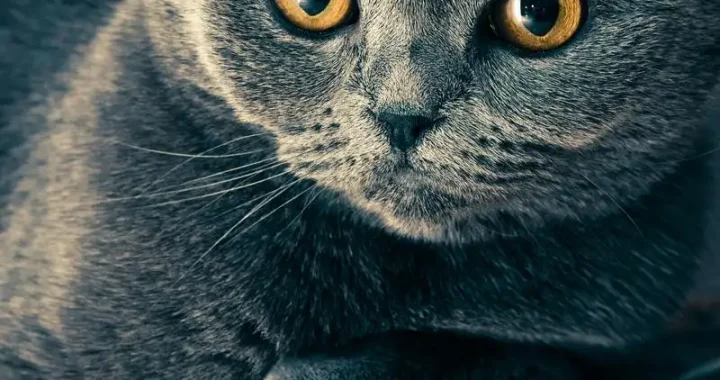 Pflege und Haltung der Deutschen Langhaarkatze: Tipps und Infos