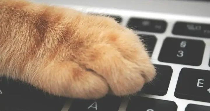 Die süßeste Katze der Welt: Entdecke die Top 10 Katzenrassen