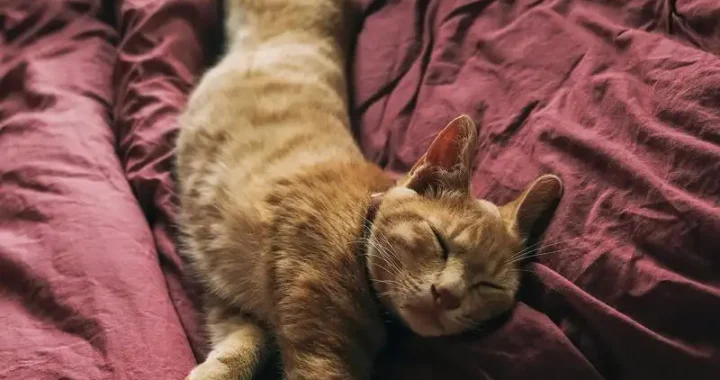 Exotische Katzen: Tipps zur Haltung und Pflege außergewöhnlicher Rassen