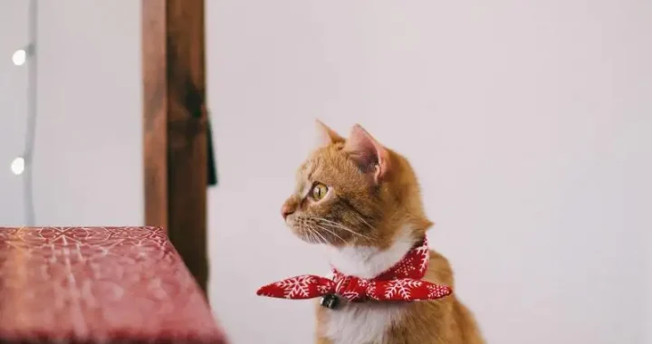 Erstaunliche Fakten über Katzen: Wissen, das Sie verblüffen wird